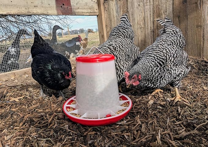 Large Chicken Feeder 5-Pound Capacity for All Poultry | Durable Feeding Container with Carrying Handle for Chickens, Ducks, Turkeys, Quail, Baby Chicks, Turkeys and More