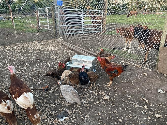 Automatic Chicken Feeder-Chicken Coop Accessories 40 lbs Treadle Chicken Feeders No Waste Steel Poultry Feeder Rodent Proof Weatherproof Comederos para Gallinas Supports 8-13 Chickens 12 Day