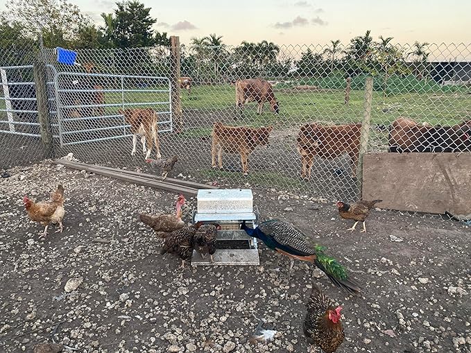 Automatic Chicken Feeder-Chicken Coop Accessories 40 lbs Treadle Chicken Feeders No Waste Steel Poultry Feeder Rodent Proof Weatherproof Comederos para Gallinas Supports 8-13 Chickens 12 Day