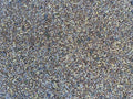 Premium Chicken Poultry Pasture Forage and Fodder Seeds (1-lb. Bag) - [33% Each: Clovers, Supplemental, Grains]