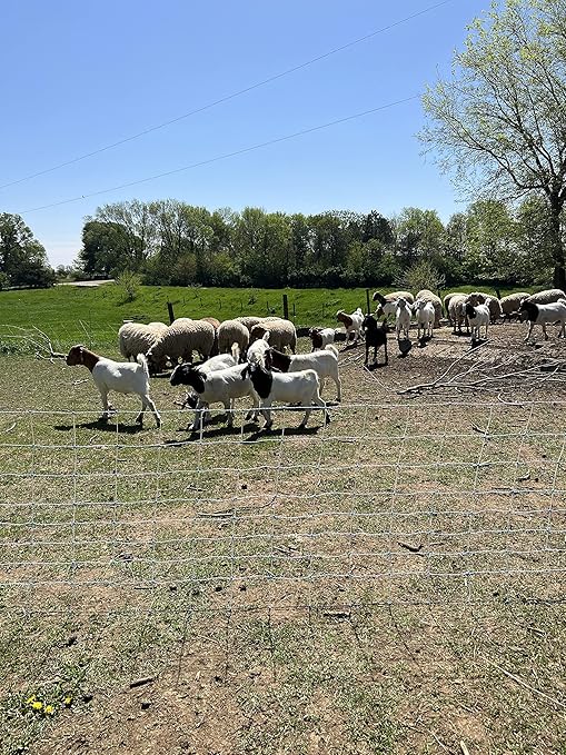 Starkline 35" x 164' Premium Electric Sheep & Goat Netting w/Double Spike Fiberglass Posts (9/35/8) Pre-Assembled Electric Fence for Backyards, Homesteaders, Farms and Ranches