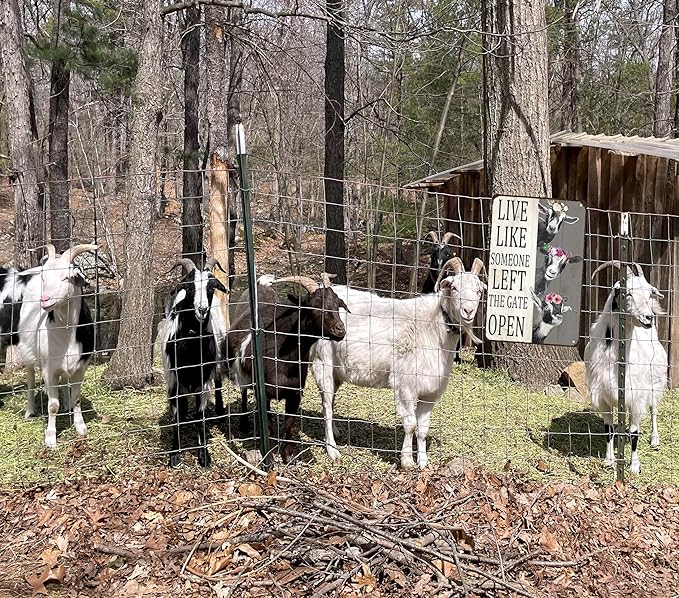 Goat Gifts Vintage Goat Decor Sign Live Like Someone Left The Gate Open Tin Sign for Home Farm Fence Kitchen Bathroom Bedroom Wall Decor 8x12 Inches (3198)